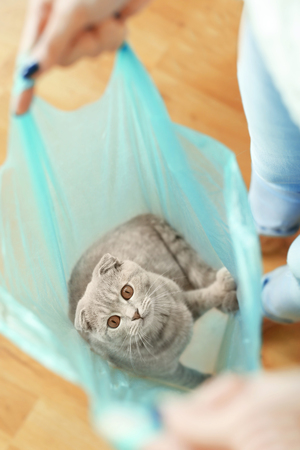 Woman playing with cat sitting in plastic bagの写真素材