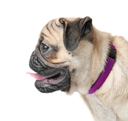 Pug dog's portrait in profile on white backgroundの写真素材