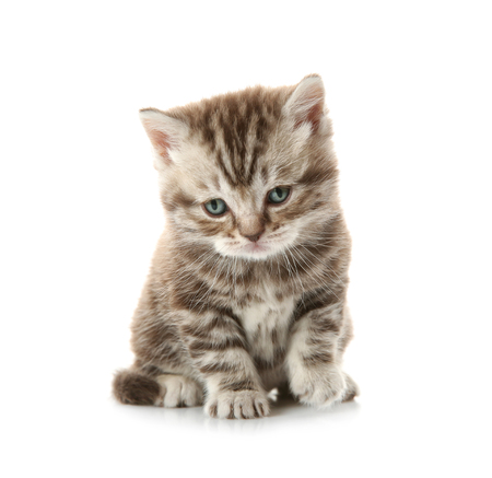 Adorable kitten isolated on whiteの写真素材