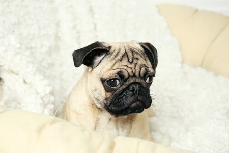 Pug dog sitting on lounge chair close upの写真素材