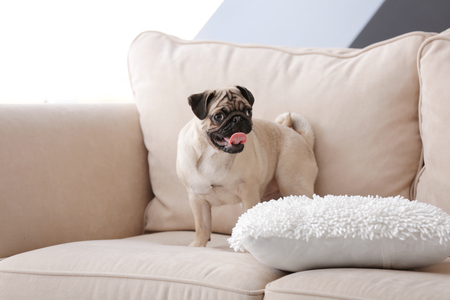Pug dog playing on sofaの写真素材