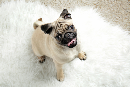 Pug dog playing on white fluffy carpetの写真素材