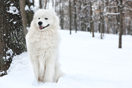 Cute samoyed dog in park on winter dayの写真素材
