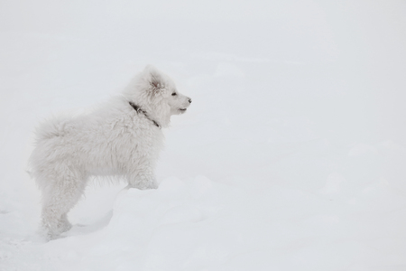 Cute samoyed dog outdoors on winter dayの写真素材