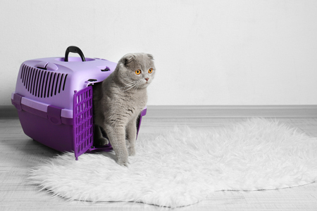 Cute funny cat in plastic carrier on the floorの写真素材