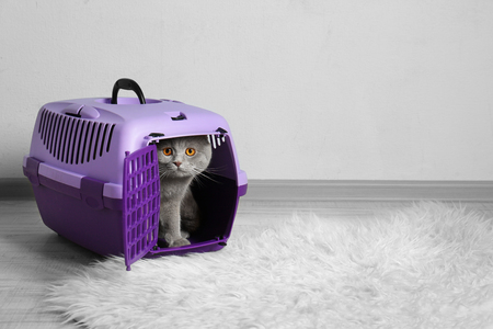 Cute funny cat in plastic carrier on the floorの写真素材
