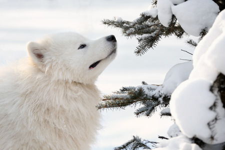 Cute samoyed dog in park on winter dayの写真素材