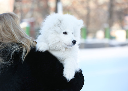 Woman with cute samoyed dog outdoors on winter dayの写真素材