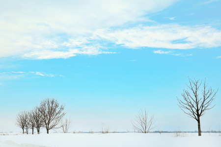 Beautiful winter landscape with trees on blue sky backgroundの写真素材