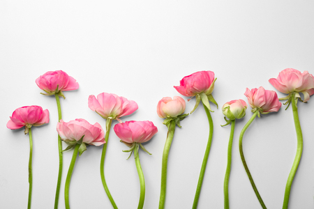 Beautiful fresh ranunculus flowers on white backgroundの写真素材