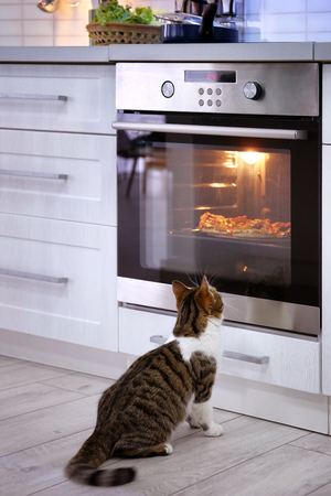 Cute cat looking at tasty pizza in ovenの写真素材