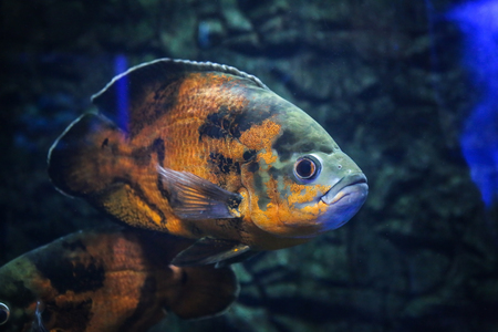 Exotic freshwater fish in aquariumの写真素材