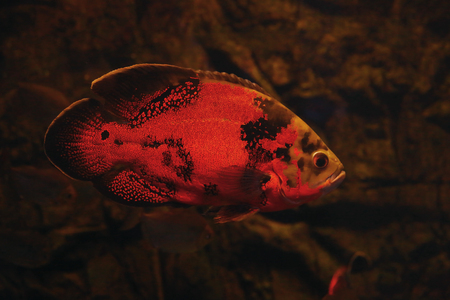 Exotic freshwater fish in aquarium
