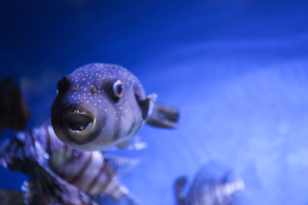 Exotic sea fish in aquariumの写真素材