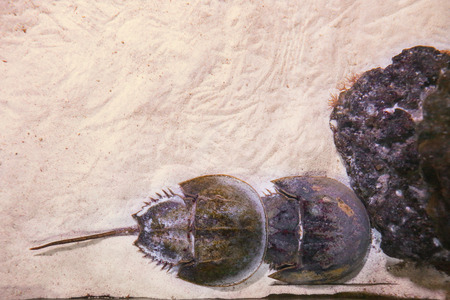 Horseshoe crabs in aquarium, top view