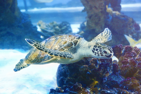 Big sea turtle in oceanariumの写真素材