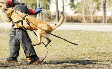 Training of working dog outdoorsの写真素材