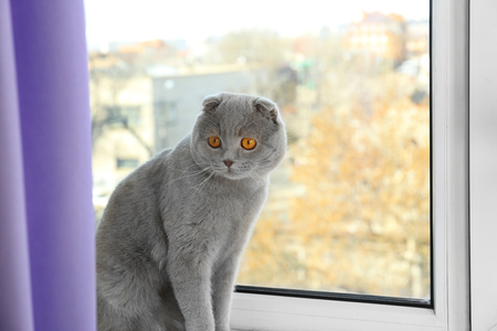 Cute cat sitting near window at homeの写真素材