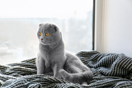 Cute cat resting on window sill at homeの写真素材