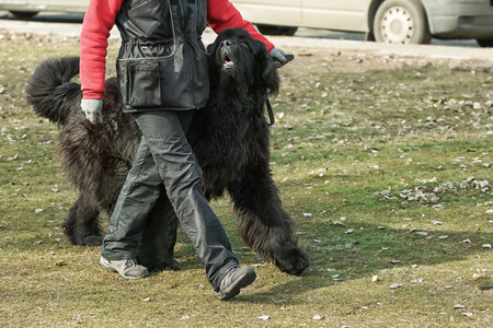 Dog specialist with Newfoundland outdoorsの写真素材