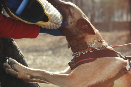 Training of working dog outdoorsの素材 [FY310109480900]