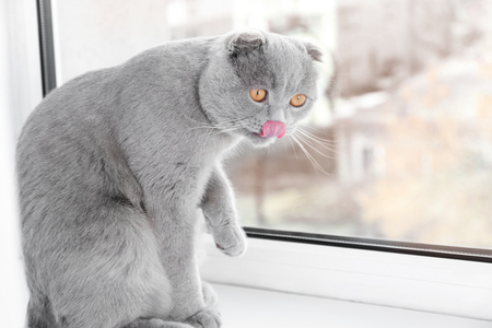 Cute curious cat resting on window sill at homeの写真素材