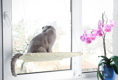 Cute curious pet resting on window mounted cat bed at homeの写真素材