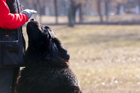Dog specialist with Newfoundland outdoorsの写真素材