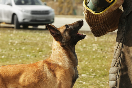 Training of working dog outdoorsの写真素材