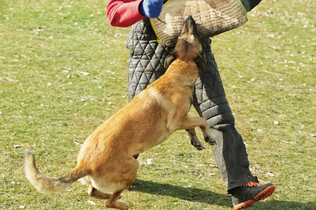 Training of working dog outdoors