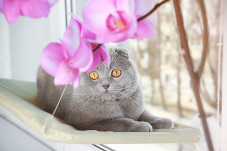 Cute curious pet resting on window mounted cat bed at homeの写真素材