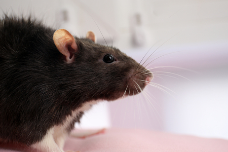 Cute funny rat at home, closeupの写真素材