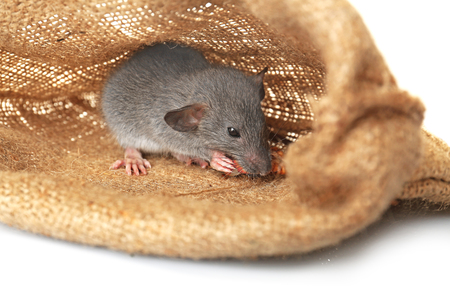 Cute funny rat in sack on white background, closeupの写真素材