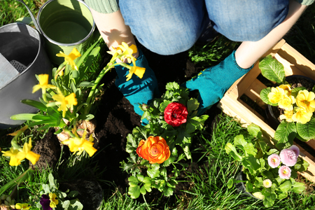 Woman planting flowers in gardenの写真素材