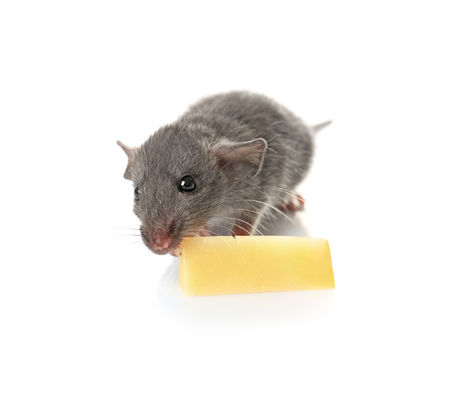 Cute funny rat eating cheese on white backgroundの写真素材