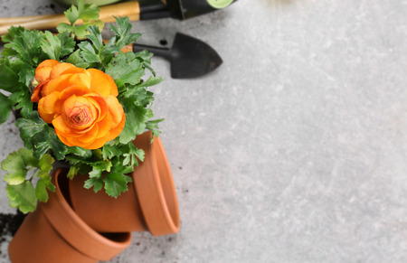 Composition with flowers and gardening tools with space for textの写真素材