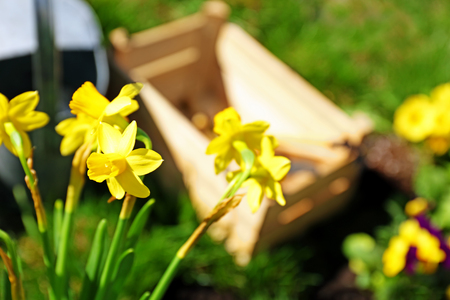 Beautiful narcissus flowers outdoors on sunny dayの写真素材