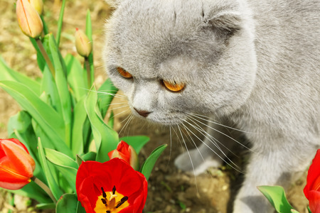 Cute cat with tulip flowers outsideの写真素材