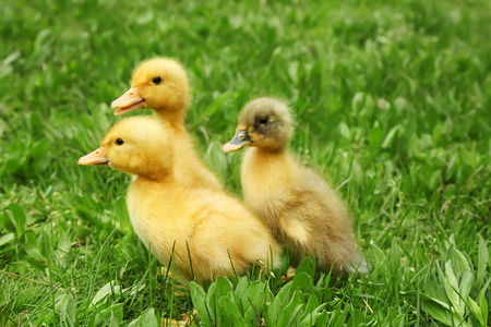 Cute ducklings on green grass, closeupの写真素材