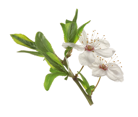Flowers of blooming tree on white backgroundの写真素材