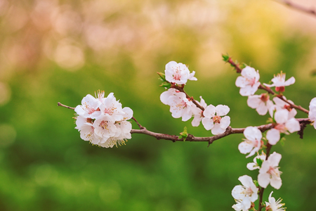 Branch of blooming tree flowers on blurred backgroundの写真素材