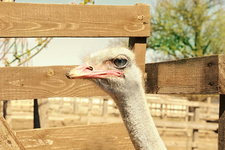 Aviary with camel bird on farm, closeupの写真素材