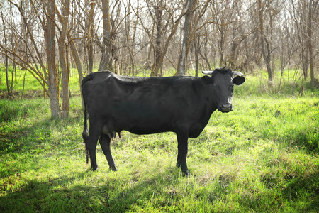 Black cow grazing on lawn with green grassの写真素材