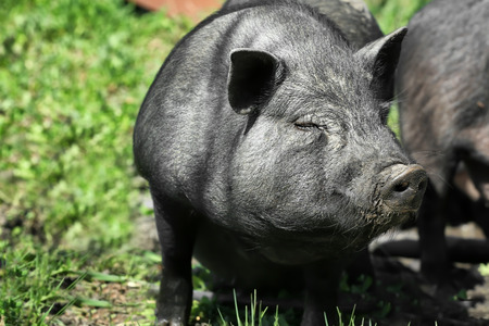 Big cute pig outdoors on sunny dayの写真素材