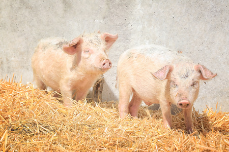 Cute pink pigs on farm in sunny dayの写真素材
