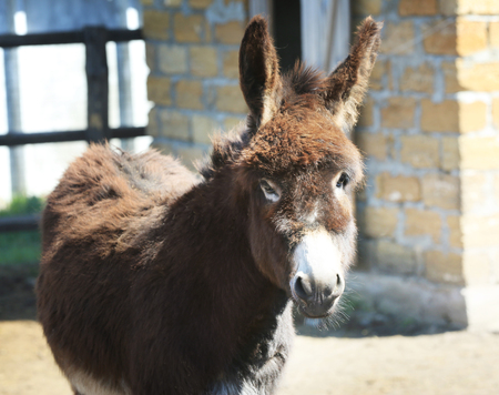 Enclosure with cute donkey on farmの写真素材