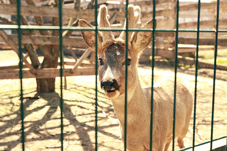 Enclosure with cute young deer on farmの写真素材