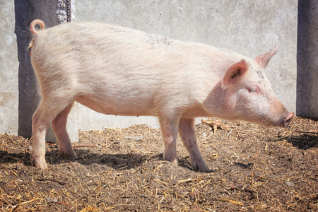 Cute pink pig on farm in sunny dayの写真素材