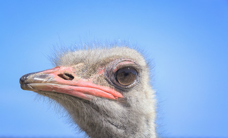 Closeup view of camel bird on sunny dayの写真素材