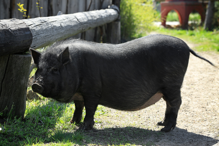 Enclosure with big cute pig on farmの写真素材